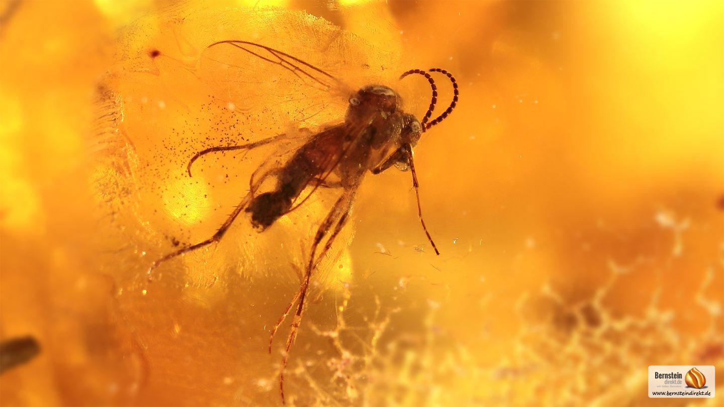 Mücke im Bernstein als Inkluse, Gallmücke als Bernstein Einschluss